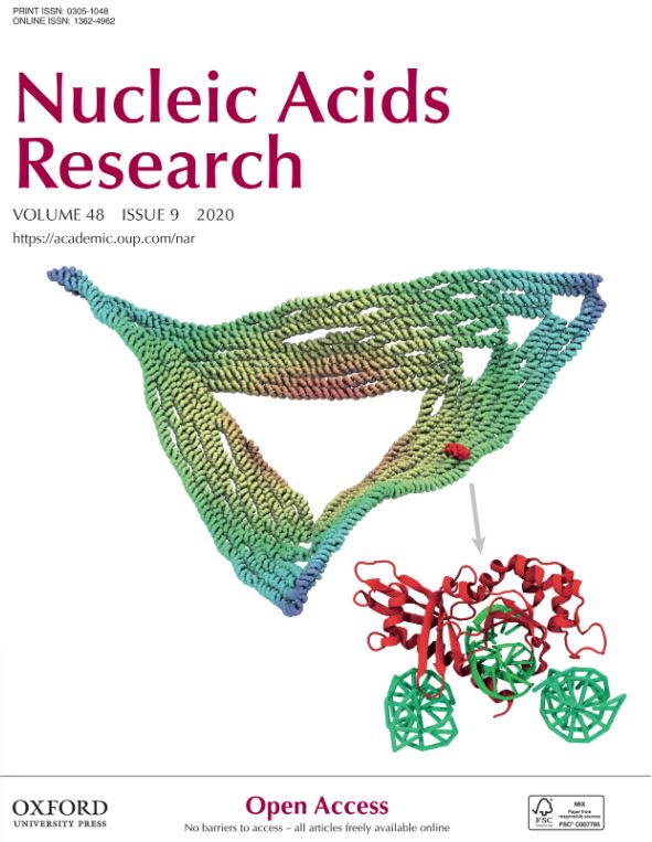 Regulation of mRNA export through API5 and nuclear FGF2 interaction