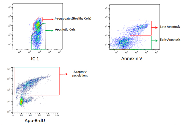 Detection of Apoptotic population 분포도 예제 이미지