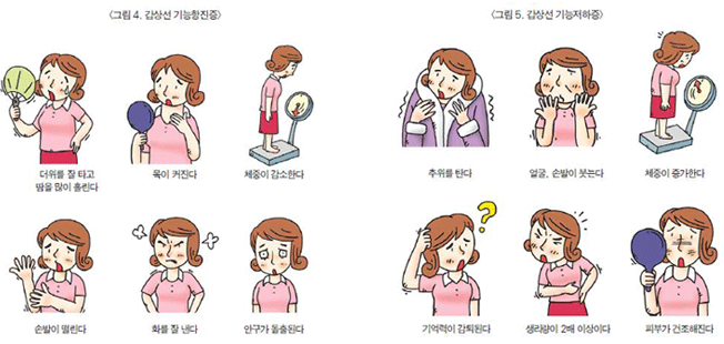 갑상선의 기능