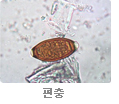 편충
