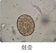 회충